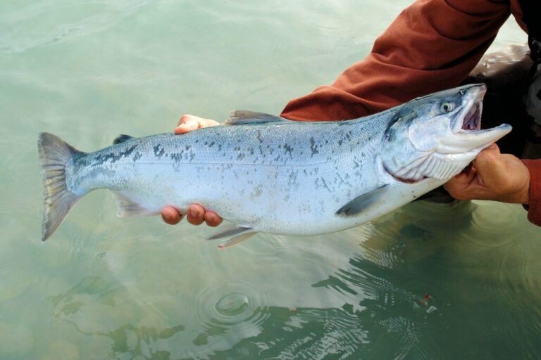 北海道 道南のサケ釣りスポット